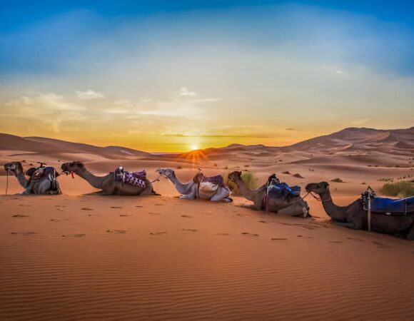 Surviving the Desert: What to Expect on an Merzouga Camel Trekking Expedition in Morocco